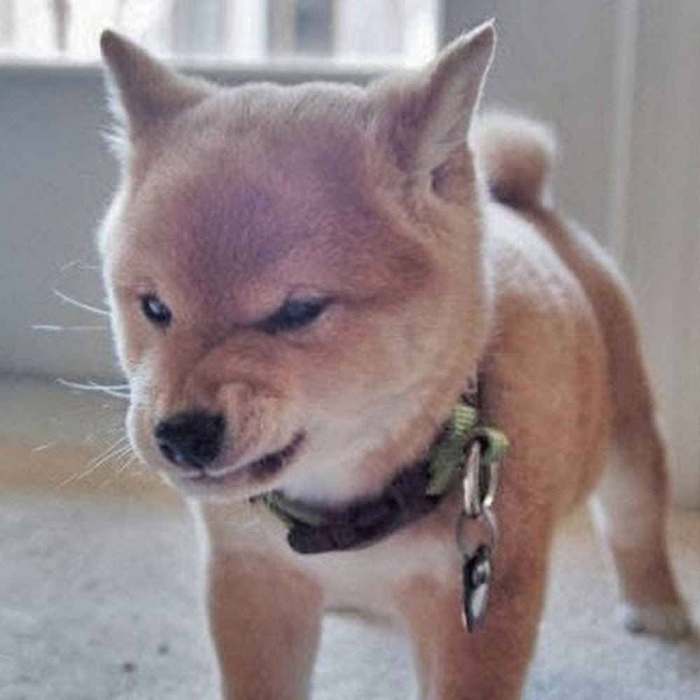 Meet your Posher, Iris